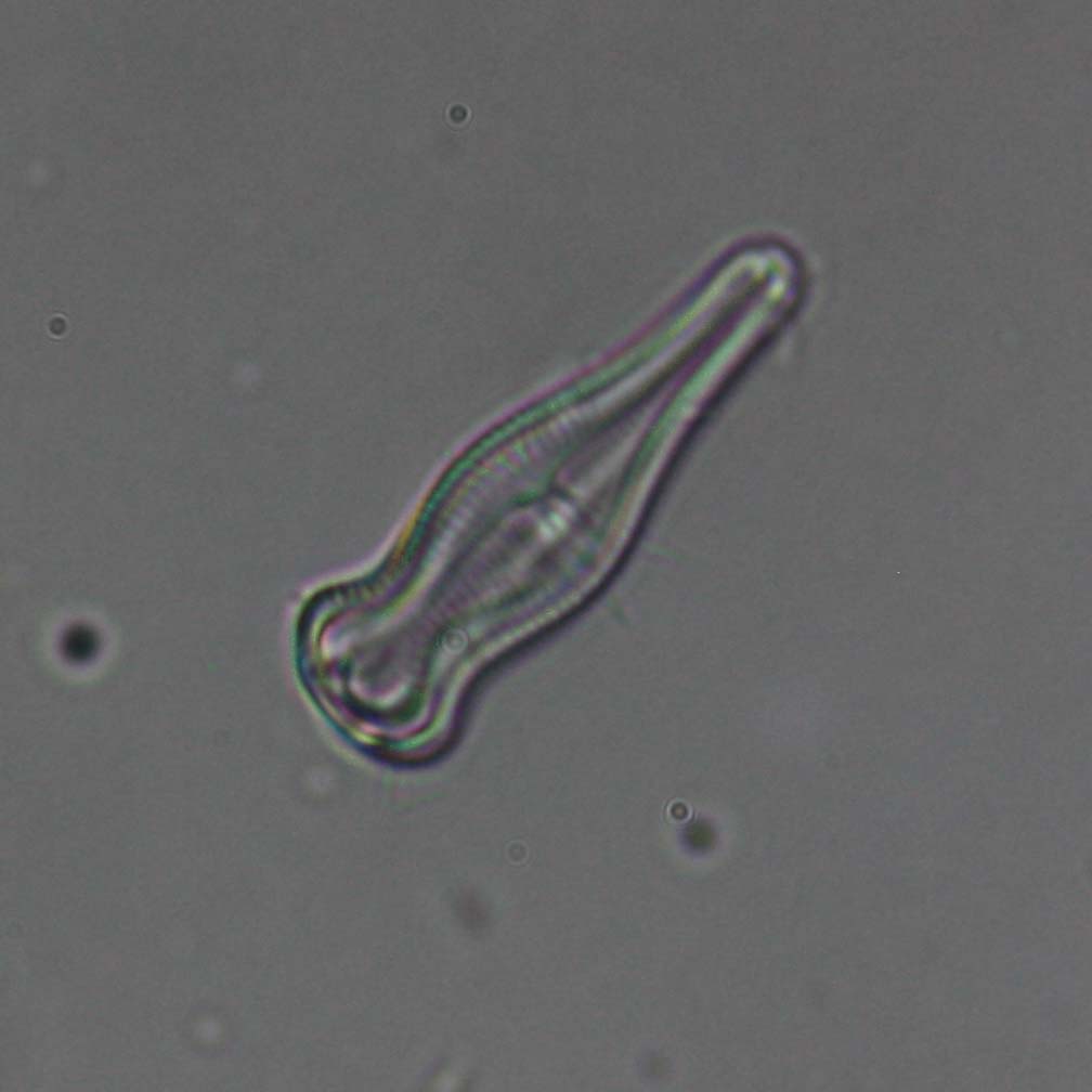 Uso della reflex